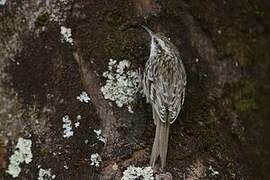 Short-toed Treecreeper