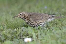 Song Thrush