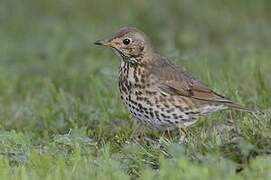 Song Thrush