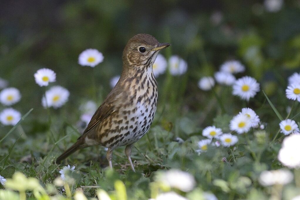 Song Thrushadult, habitat