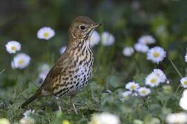 Song Thrush