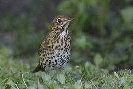 Song Thrush