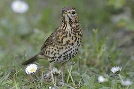 Song Thrush