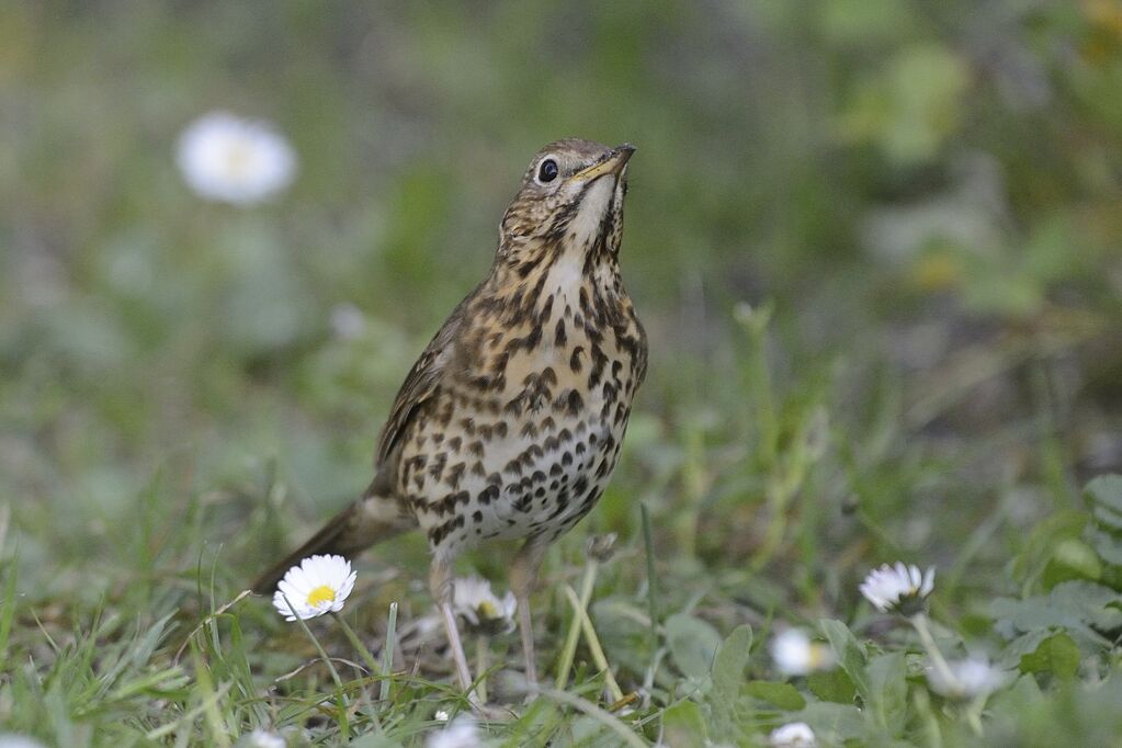 Song Thrush, close-up portrait