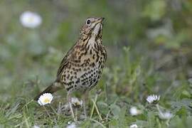 Song Thrush