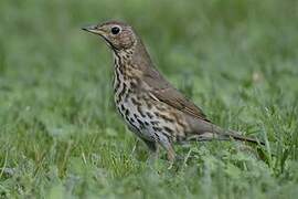 Song Thrush