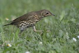 Song Thrush