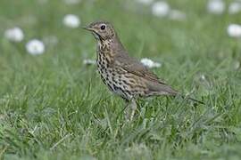 Song Thrush