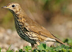 Song Thrush