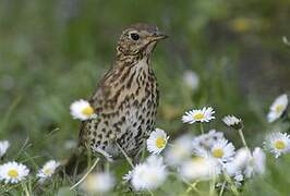 Song Thrush