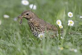 Song Thrush