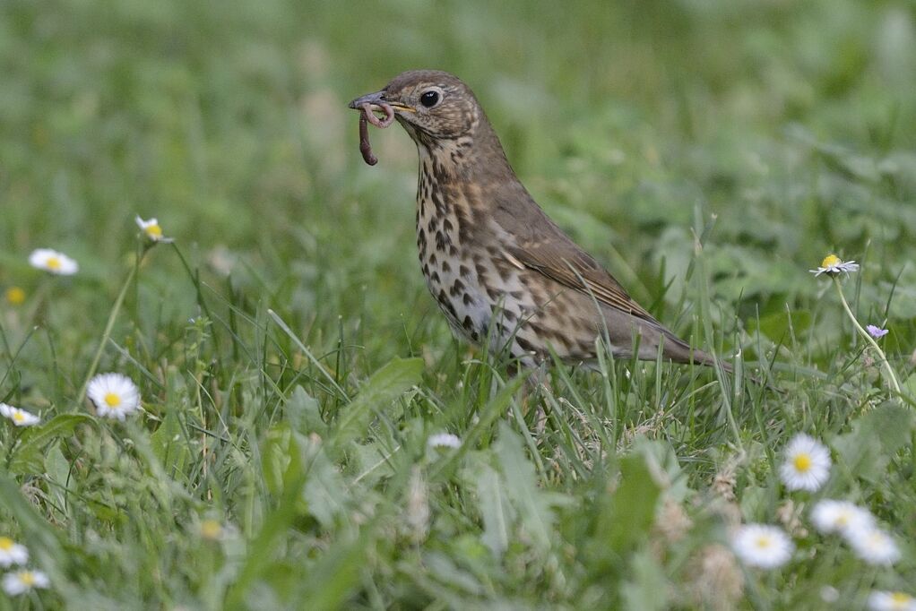 Song Thrush, fishing/hunting