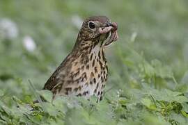 Song Thrush