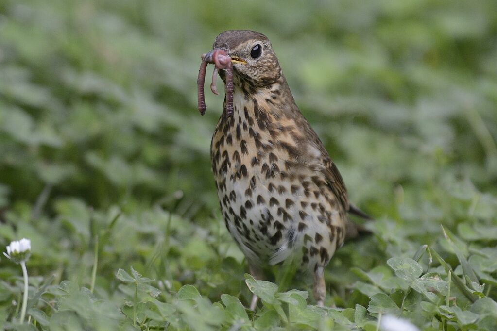 Song Thrush