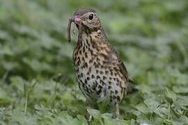 Song Thrush