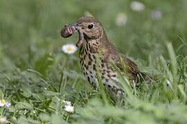 Song Thrush