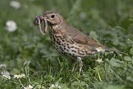 Song Thrush