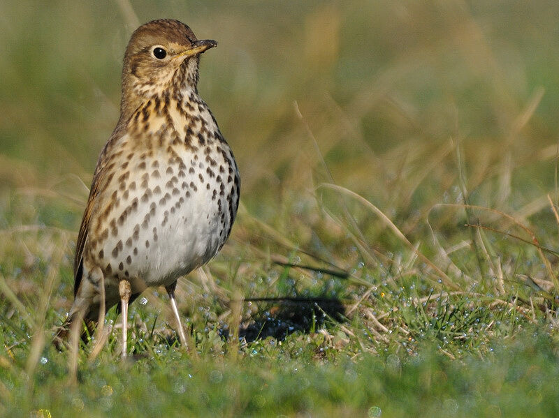 Song Thrush