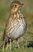 Song Thrush