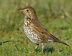 Song Thrush