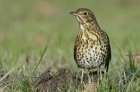 Song Thrush