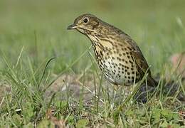 Song Thrush