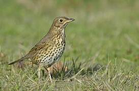 Song Thrush