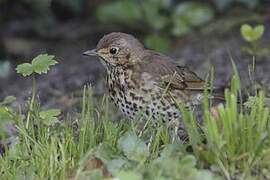 Song Thrush