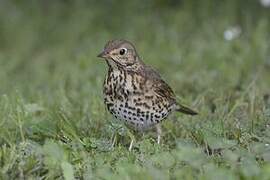 Song Thrush