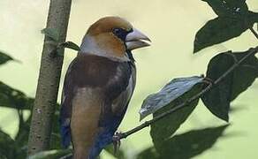 Hawfinch