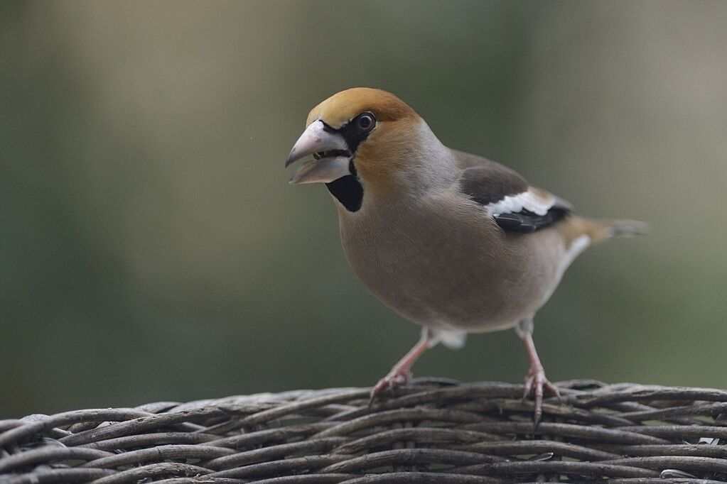 Hawfinch male adult post breeding