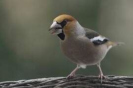 Hawfinch