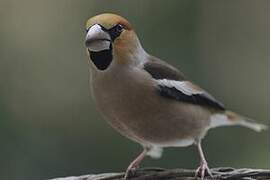 Hawfinch