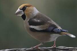 Hawfinch