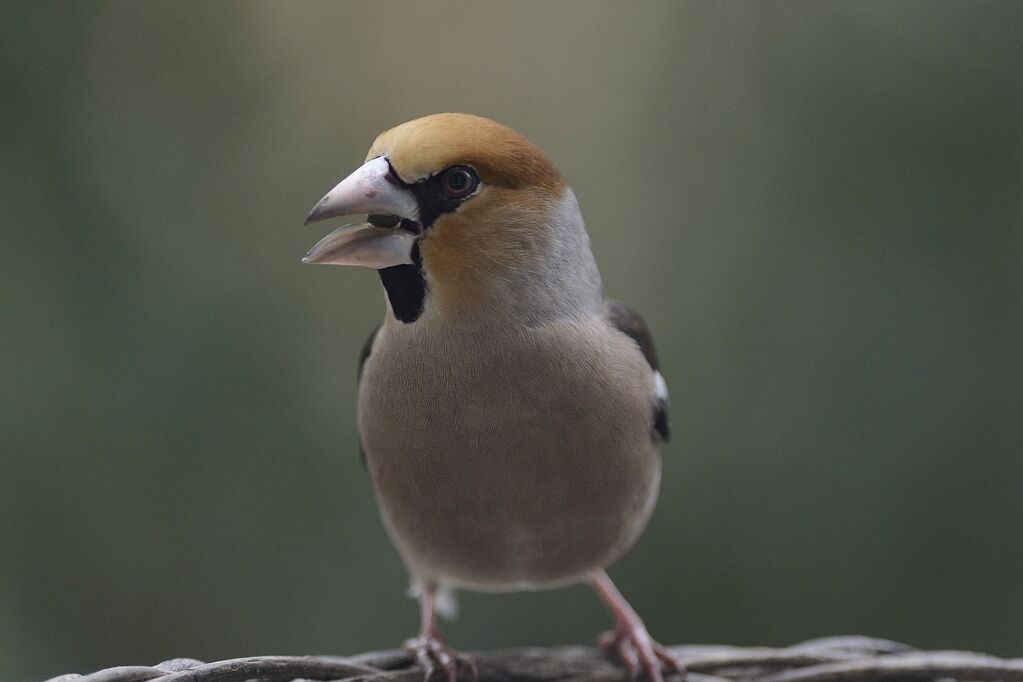 Hawfinch male adult post breeding