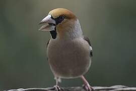 Hawfinch