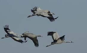 Common Crane