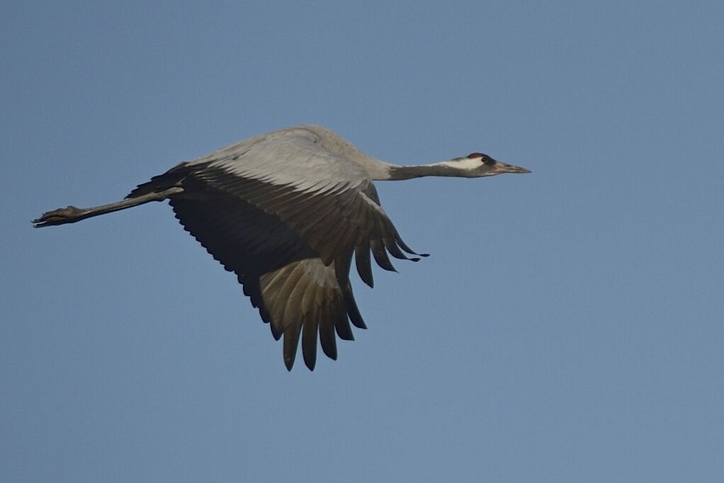 Common Craneadult post breeding, Flight