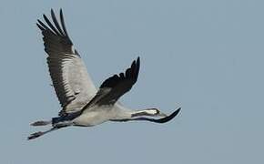 Common Crane