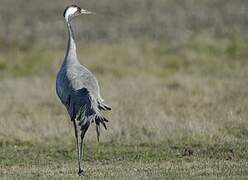 Common Crane