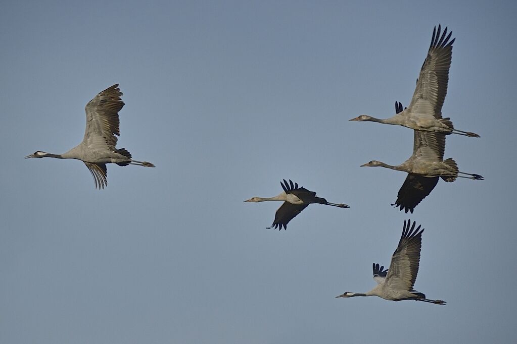 Common Crane, Flight