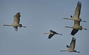 Common Crane