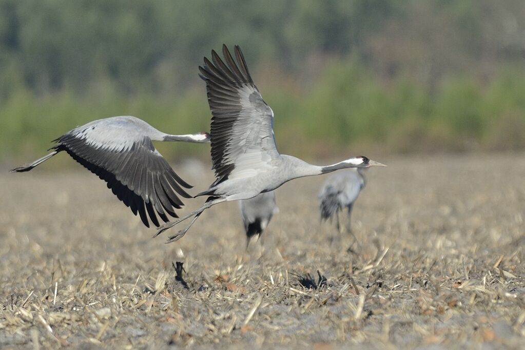 Common Craneadult, Flight