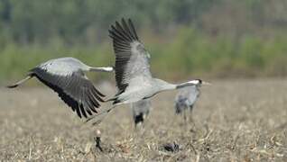 Common Crane