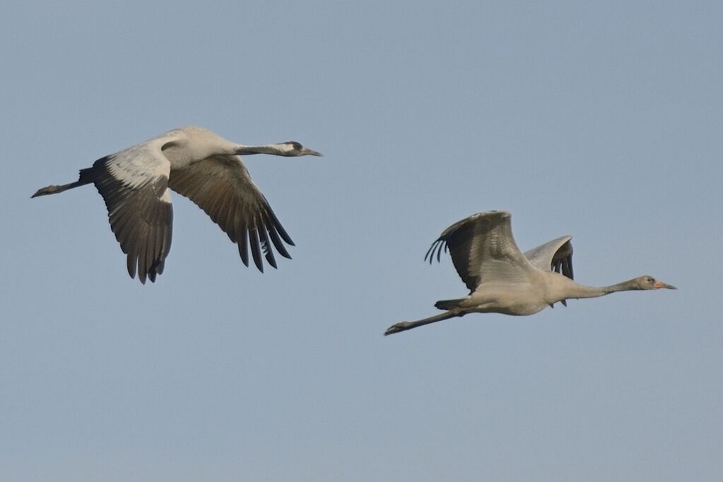 Common Crane, Flight