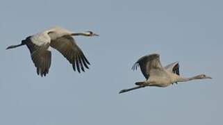 Common Crane