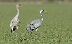 Common Crane