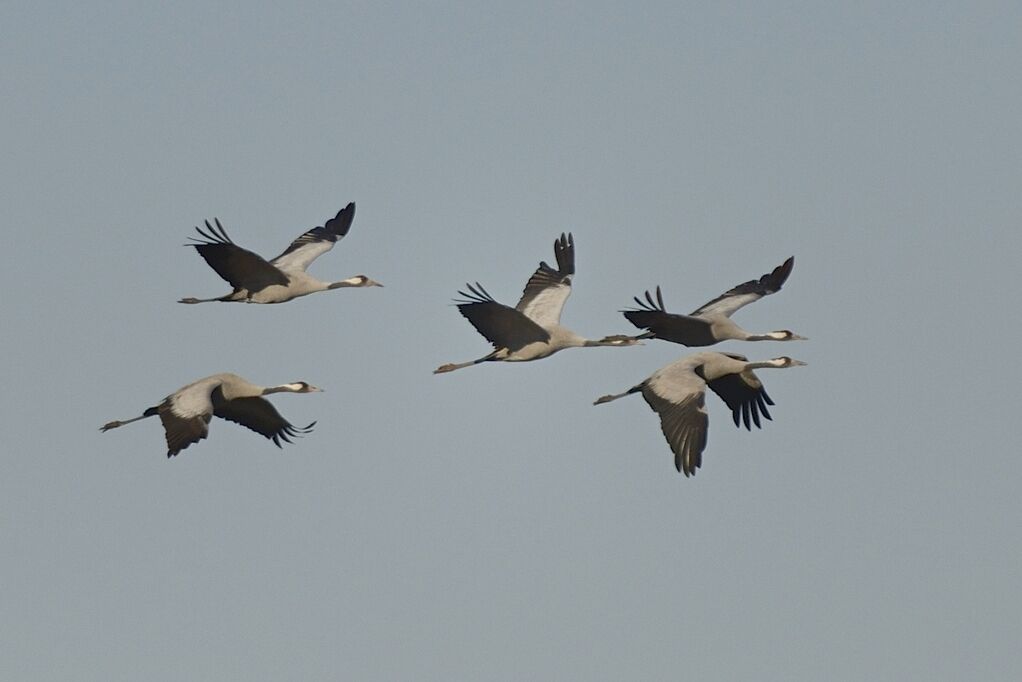 Common Craneadult, Flight