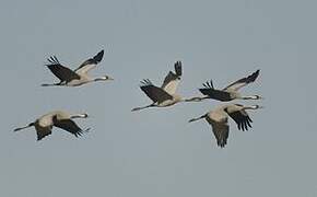 Common Crane