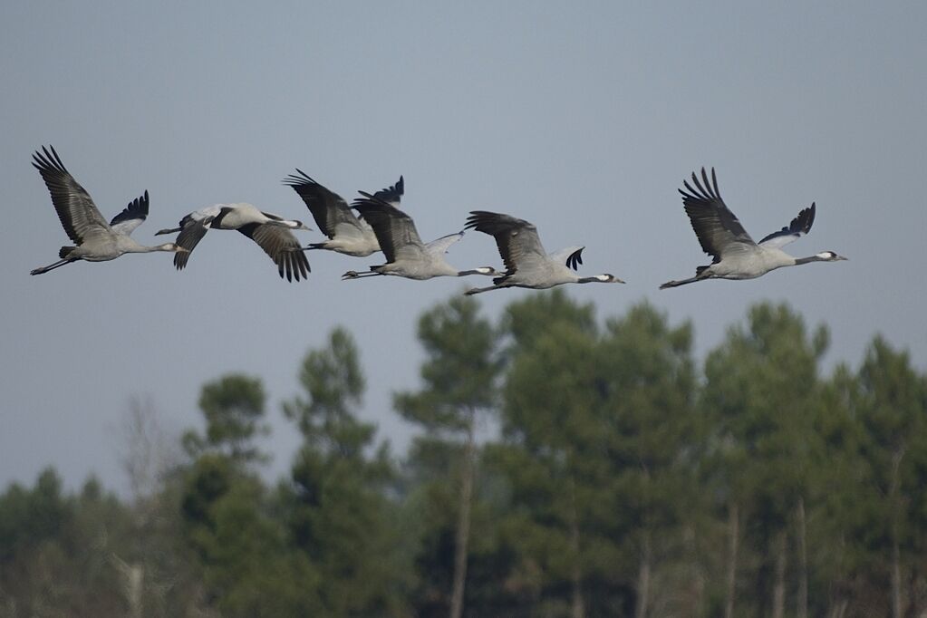 Common Crane, Flight